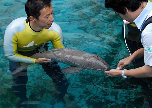 東京湾で迷子 イルカの赤ちゃん保護 きのこまつり